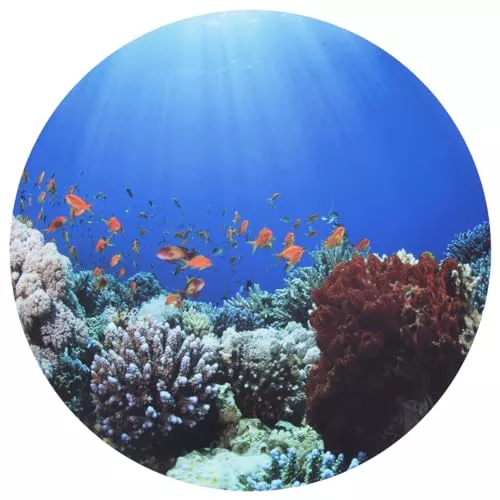 TickiT Under the Sea Discovery Play Mat - Semi-Translucent, Underwater Landscape - For All Ages - Light Table Accessory - Small World Play for Kids